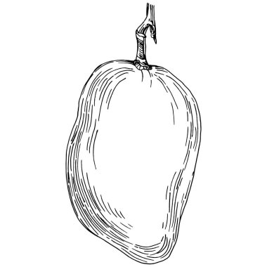 Mango tropikal meyve çizim vektörü. İşlenmiş organik gıda. Beyaz arkaplanda siyah beyaz mango ögesi.