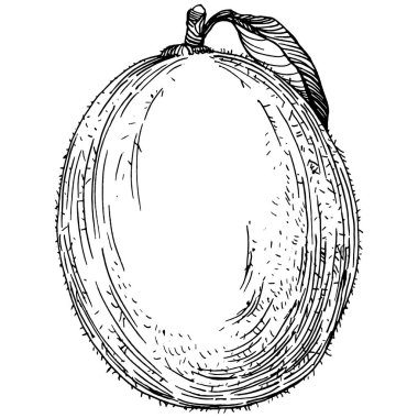 Kiwi Sketch narenciye meyve süslemesi. El Çizimi Kivi Botanik Çizimleri. Beyaz arka planda izole edilmiş siyah beyaz çizgili sanat eserleri. 