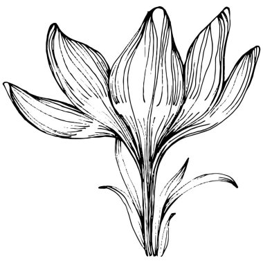 Crocus veya safran çiçeği. Çiçekli botanik çiçeği. İzole illüstrasyon elementi. Arkaplan, doku, ambalaj deseni, çerçeve veya kenar çizimi için vektör el.