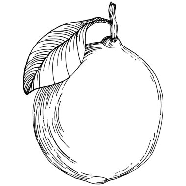 Kiwi Sketch narenciye meyve süslemesi. El Çizimi Kivi Botanik Çizimleri. Beyaz arka planda izole edilmiş siyah beyaz çizgili sanat eserleri. 