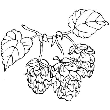 Zıplayan bitki el, klasik klipsli resim çiziyor. Humulus logosu ya da dövmesi sanat tarzında detaylı. Siyah ve beyaz izole edilmiş. Amblem için antika vintage gravür