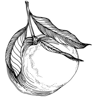 Mandarin çizim vektörü izole edildi. El çizimi illüstrasyon meyvesi. Yaz yemekleri oymalı eski moda. Detaylı vejetaryen eskizi. Tasarım logonuz için harika, amblem, etiket, poster, baskı, menü