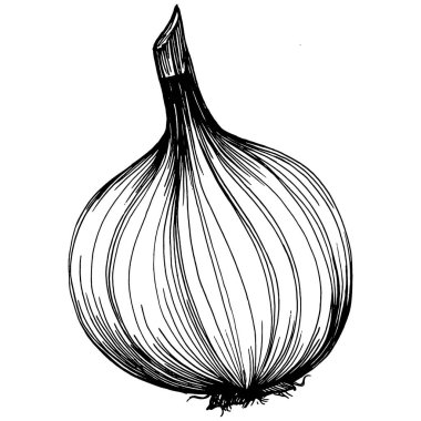 Soğan izole edilmiş el çizimi çizimi. Sebze oymalı stil. Vejetaryen yemek çizimi. Çiftlik pazarı ürünü. Tasarım logosu, menü, etiket, simge, pul için en iyisi.