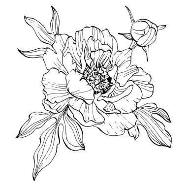 Şakayık çiçeği. Çiçekli botanik çiçeği. İzole illüstrasyon elementi. Arkaplan, doku, ambalaj deseni, çerçeve veya kenar çizimi için vektör el.