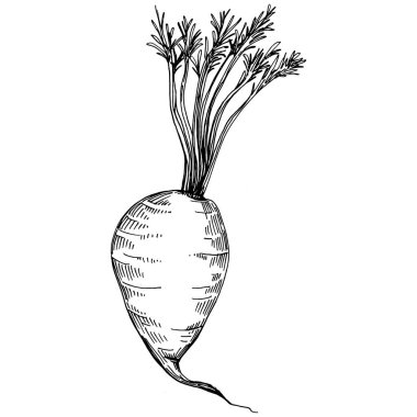 Havuç elle çizilmiş bir resim. Sebze oymalı stil. Vejetaryen yemek çizimi. Çiftlik pazarı ürünü. Tasarım logosu, menü, etiket, simge, pul için en iyisi.