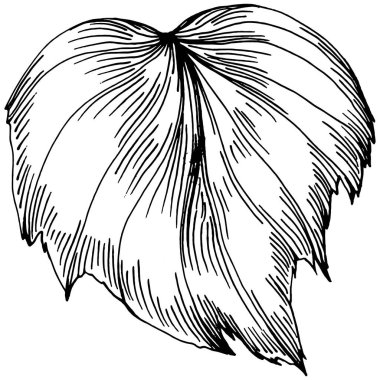 Salatalık sebzeleri taslak vektör çizimi. İşlemeli stil. Tarım piyasasında ürün. Tasarım menüsü, etiket, rozet, pankart ve tanıtım için en iyi yer. 