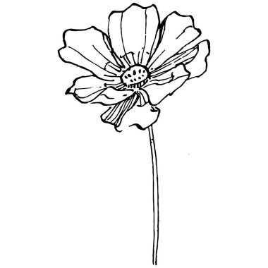 Kozmos el çizimiyle çiçek açar. Kozmos çiçeği logosu ya da sanat tarzında detaylı bir dövme. Siyah beyaz klip sanatı izole edildi. Amblem için antika vintage gravür. Bitkisel ilaçlar.