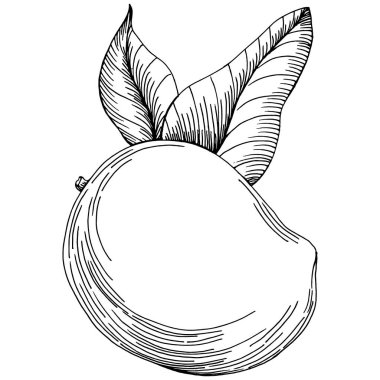 Mango tropikal meyve çizim vektörü. İşlenmiş organik gıda. Beyaz arkaplanda siyah beyaz mango ögesi.