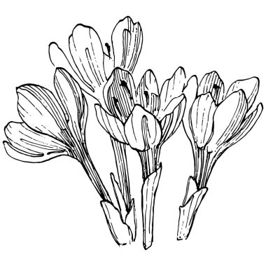Crocus çiçek vektörü çizimi beyaz arka planda izole edilmiş, safran çizgisi sanatı. Siyah çizgili şirin bir çiçek ve beyaz arka planda beyaz bir uçak..