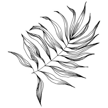 Egzotik tropikal Hawaii yazı. Palm Beach ormanı botanik yaprakları. Siyah beyaz işlemeli mürekkep sanatı. Yaprak bitkisi, botanik bahçesi çiçek yaprakları. İzole edilmiş yaprak illüstrasyon ögesi.