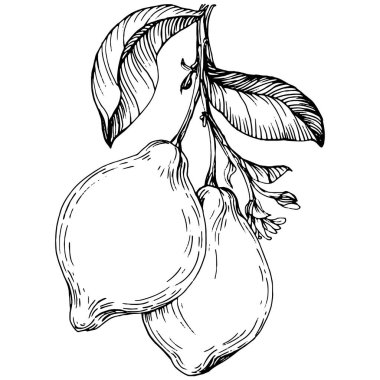 Lemon beyaz arka planda izole edilmiş. Organik yağ oymalı taslak. Güzellik ve kaplıca, kozmetik malzeme. Etiket, poster, broşür, ambalaj için harika