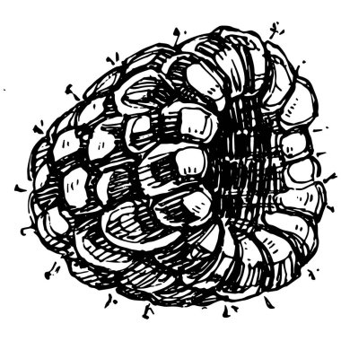 Ahududu izole vektör çizimi. Organik yağ oymalı taslak. Güzellik ve kaplıca, kozmetik malzeme. Etiket, poster, broşür, ambalaj için harika