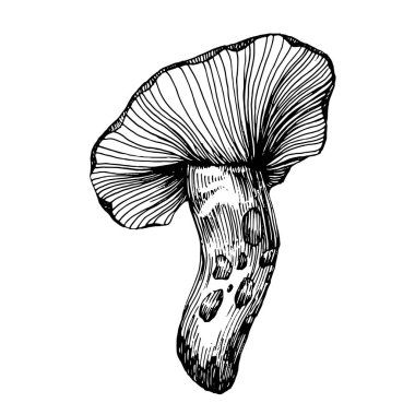 Logo için mantar çizimi. Mantar dövmesi sanat tarzında detaylı. Beyaz arka planda siyah beyaz klipsli sanat. Antika vintage gravür çizimi.