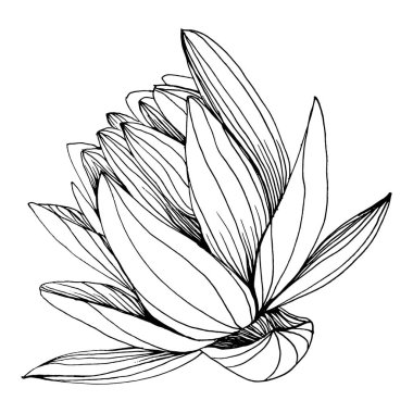 Nilüfer çiçeği. Çiçekli botanik çiçeği. İzole illüstrasyon elementi. Arkaplan, doku, ambalaj deseni, çerçeve veya kenar çizimi için vektör el.