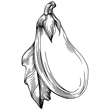 El yapımı patlıcan çizimi. Patlıcan sebze oymalı. Brinjal Sketch vejetaryen yemek çizimi. Gine kabağı tarım pazarı ürünü. Tasarım logosu, menü, etiket, simge için en iyisi.