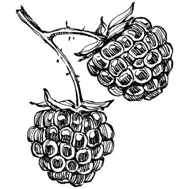 Ahududu izole vektör çizimi. Organik yağ oymalı taslak. Güzellik ve kaplıca, kozmetik malzeme. Etiket, poster, broşür, ambalaj için harika