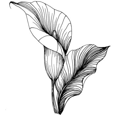 Lilium zambağı elle çizilmiş. Lilium çiçek logosu ya da dövmesi sanat tarzında detaylı. Siyah beyaz klip sanatı izole edildi. Amblem için antika vintage gravür.