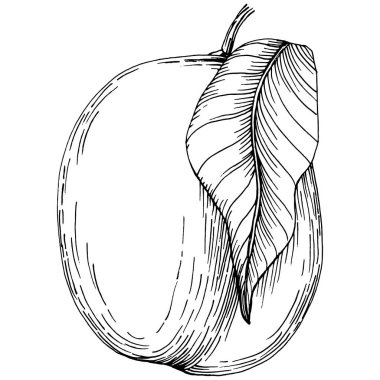 Şeftali eskiz vektörü izole edildi. El çizimi illüstrasyon meyvesi. Yaz yemekleri oymalı eski moda. Detaylı vejetaryen eskizi. Tasarım logonuz için harika, amblem, etiket, poster, baskı, menü