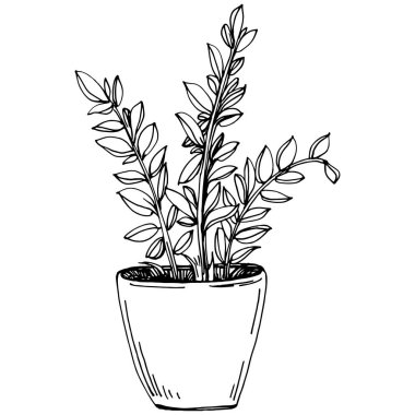 Saksıdaki Ev Bitkisi skeci. İç mekan ya da ofis dekorasyonu için bir asma fabrikada çiçek yetiştirmenin izole bir çizimini yapın. Bahçe çiçeklerinin taşıyıcısı.