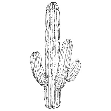 Kaktüs, beyaz arka planda izole edilmiş bir illüstrasyon. Kaktüs simgeleri ya da logo. Kart elementleri. Çöl kaktüsü, tropik bitkiler, yaz bahçesi. Elle çizilmiş.