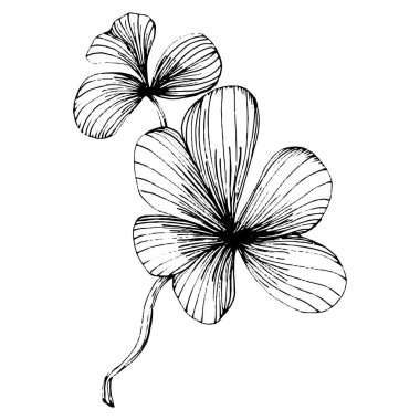 Yonca yoncası. Çiçekli botanik çiçeği. İzole illüstrasyon elementi. Arkaplan, doku, ambalaj deseni, çerçeve ya da kenar için yaban çiçeği çizen vektör el. Patricks gün arkaplanı.  