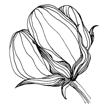 Pamuk çiçeği. Çiçekli botanik çiçeği. İzole illüstrasyon elementi. Arkaplan, doku, ambalaj deseni, çerçeve ya da kenar için yaban çiçeği çizen vektör el. Yumuşak, yumuşak pamuklu.