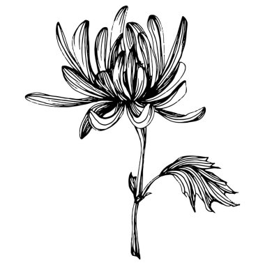 Kasımpatı elle çizilmiş. Çiçek dövmesi sanat tarzında detaylı. Çiçek dövmesi konsepti. Beyaz arka planda siyah beyaz klipsli sanat. Antika vintage gravür çizimi.