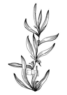 Moda renklerinde çağdaş sanat lavantası çiçek posterleri. Soyut el çiçekleri, geometrik elementleri ve vuruşları, yaprakları ve çiçekleri çizer. 