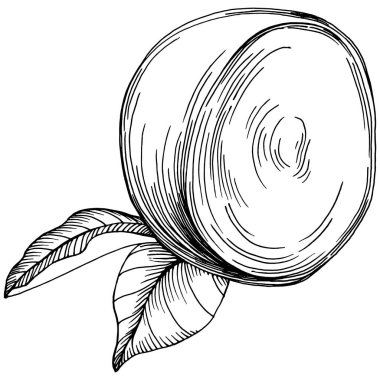 Mango tropikal meyve çizim vektörü. İşlenmiş organik gıda. Beyaz arkaplanda siyah beyaz mango ögesi.