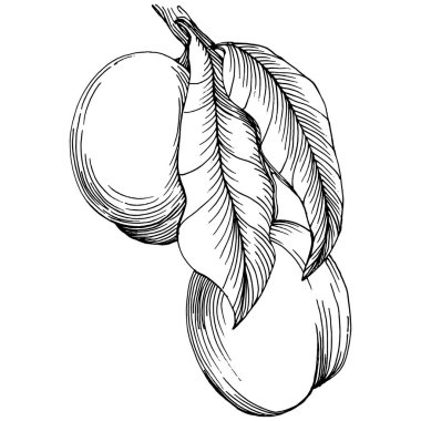 Şeftali eskiz vektörü izole edildi. El çizimi illüstrasyon meyvesi. Yaz yemekleri oymalı eski moda. Detaylı vejetaryen eskizi. Tasarım logonuz için harika, amblem, etiket, poster, baskı, menü