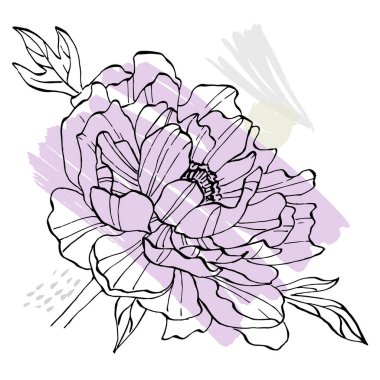 Şakayık çiçeği. Çiçekli botanik çiçeği. İzole illüstrasyon elementi. Arkaplan, doku, ambalaj deseni, çerçeve veya kenar çizimi için vektör el.