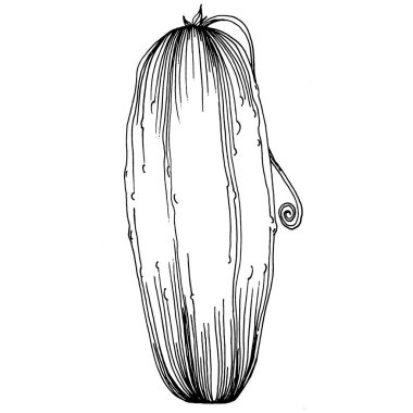 Salatalık sebzeleri taslak vektör çizimi. İşlemeli stil. Tarım piyasasında ürün. Tasarım menüsü, etiket, rozet, pankart ve tanıtım için en iyi yer. 