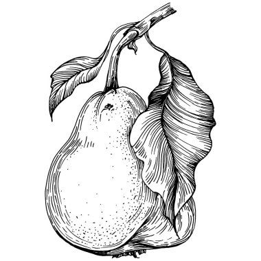 El çizimiyle çizilmiş armut eşkali. Beyaz arkaplanda meyve vektörü.