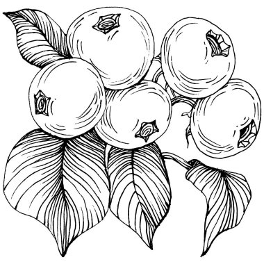 Yabanmersinli el klasik klipsli resim çiziyor. Sanat tarzında detaylandırılmış böğürtlen logosu ya da dövme. Siyah ve beyaz izole edilmiş. Amblem için antika vintage gravür