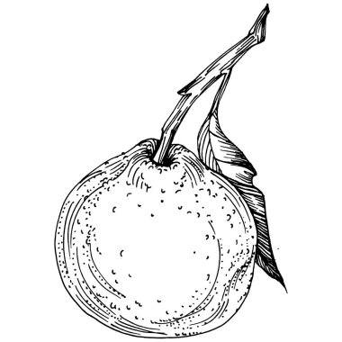 Mandarin Sketch Turunçgil Meyve Dekorasyonu. El yapımı Portakal Botanik Çizimleri. Beyaz arka planda izole edilmiş siyah beyaz çizgili sanat eserleri. 