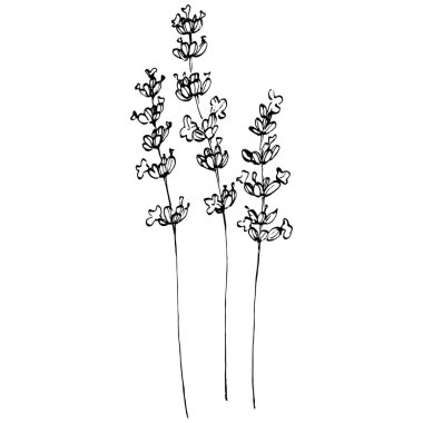 Lavanta çiçeği. Çiçekli botanik çiçeği. İzole illüstrasyon elementi. Arkaplan, doku, ambalaj deseni, çerçeve veya kenar çizimi için vektör el.