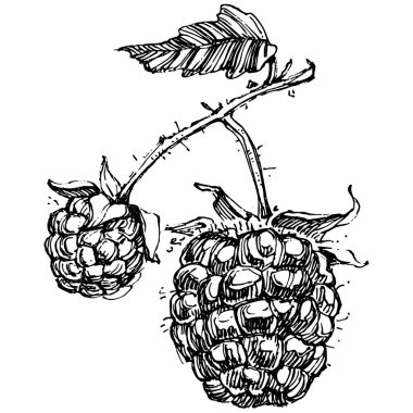 Ahududu izole vektör çizimi. Organik yağ oymalı taslak. Güzellik ve kaplıca, kozmetik malzeme. Etiket, poster, broşür, ambalaj için harika