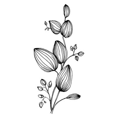 Okaliptüs yaprakları. Çiçekli botanik çiçeği. İzole illüstrasyon elementi. Arkaplan, doku, ambalaj deseni, çerçeve veya kenar çizimi için vektör el.