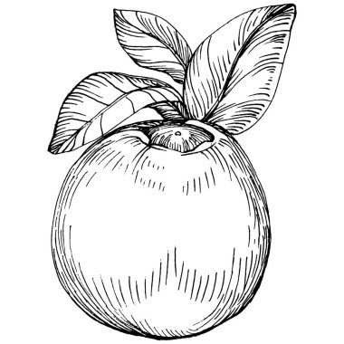 Yabanmersinli el klasik klipsli resim çiziyor. Sanat tarzında detaylandırılmış böğürtlen logosu ya da dövme. Siyah ve beyaz izole edilmiş. Amblem için antika vintage gravür