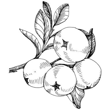 Yabanmersinli el klasik klipsli resim çiziyor. Sanat tarzında detaylandırılmış böğürtlen logosu ya da dövme. Siyah ve beyaz izole edilmiş. Amblem için antika vintage gravür