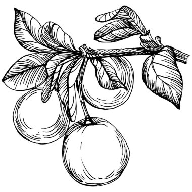 Yabanmersinli el klasik klipsli resim çiziyor. Sanat tarzında detaylandırılmış böğürtlen logosu ya da dövme. Siyah ve beyaz izole edilmiş. Amblem için antika vintage gravür