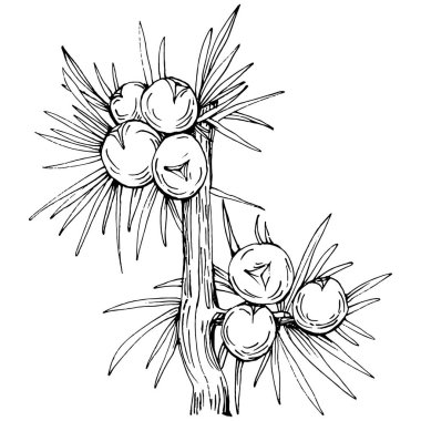 Juniper vektör çizimi. Böğürtlen dalında izole edilmiş eski bir illüstrasyon. Organik yağ oymalı taslak. Güzellik ve kaplıca, kozmetik malzeme. Etiket, poster, broşür, paket için harika