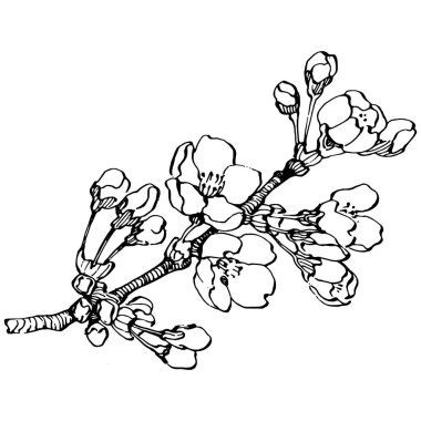 El çizimi Sakura çiçek logosu, çerçeve, sınır, promosyon unsuru. Damga şablonu. Minimalist monogram. Rustik zarif marka veya logottip arkaplan.