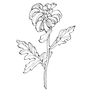 Kasımpatı elle çizilmiş. Çiçek dövmesi sanat tarzında detaylı. Çiçek dövmesi konsepti. Beyaz arka planda siyah beyaz klipsli sanat. Antika vintage gravür çizimi.