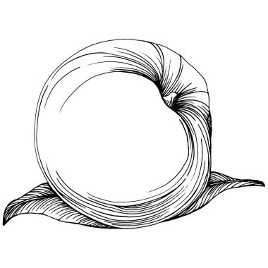 Şeftali eskiz vektörü izole edildi. El çizimi illüstrasyon meyvesi. Yaz yemekleri oymalı eski moda. Detaylı vejetaryen eskizi. Tasarım logonuz için harika, amblem, etiket, poster, baskı, menü