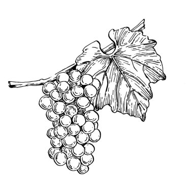 Elle çizilmiş üzüm çizimi. Şarap asması ana hatları, yaprakları, böğürtlenleri kapatır. Beyaz arka planda siyah beyaz klipsli sanat. Şarap tasarımı için antika bir gravür..  