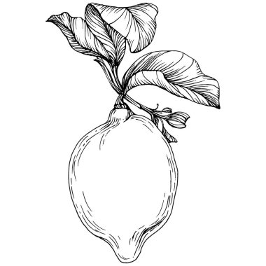 Lemon beyaz arka planda izole edilmiş. Organik yağ oymalı taslak. Güzellik ve kaplıca, kozmetik malzeme. Etiket, poster, broşür, ambalaj için harika