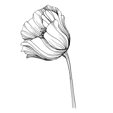 Gelincik çiçeği. Çiçekli botanik çiçeği. İzole illüstrasyon elementi. Arkaplan, doku, ambalaj deseni, çerçeve veya kenar çizimi için vektör el.