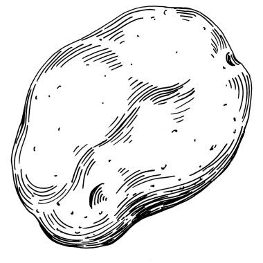 Elle çizilmiş patates çizimi. Patates sebzesi oymalı. Vejetaryen yemek çizimi. Çiftlik pazarı ürünü. Tasarım logosu, menü, etiket, simge, pul için en iyisi.