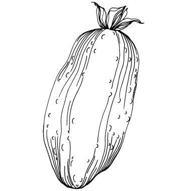 Salatalık sebzeleri taslak vektör çizimi. İşlemeli stil. Tarım piyasasında ürün. Tasarım menüsü, etiket, rozet, pankart ve tanıtım için en iyi yer. 